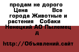 продам не дорого › Цена ­ 10 000 - Все города Животные и растения » Собаки   . Ненецкий АО,Пылемец д.